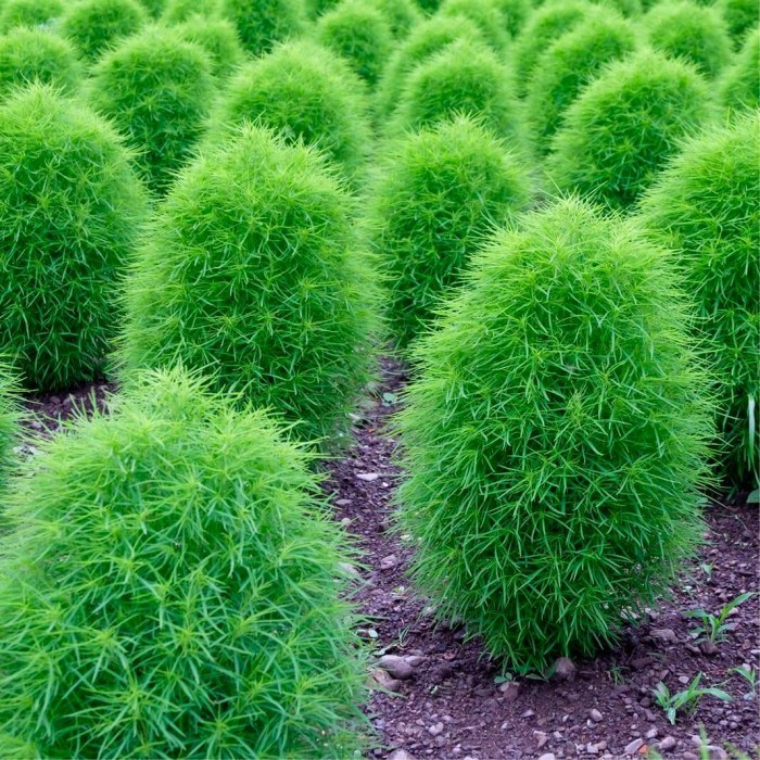 Besen-Radmelde - Kochia trichophylla