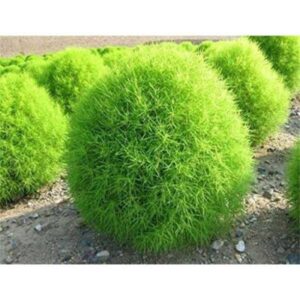 Besenkörbel aus der Nähe - Kochia trichophylla