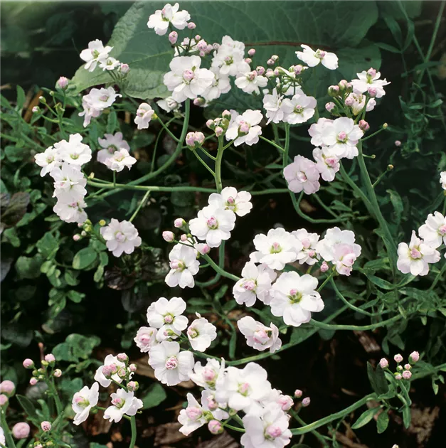 Wiesenschaumkraut, gefüllte Form (Cardamine pratensis 'Plena')​
