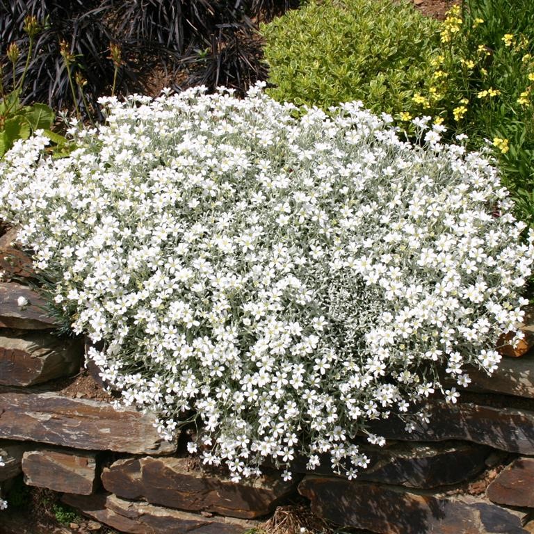 Filziges Hornkraut (Cerastium tomentosum)​