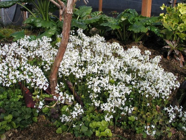 Cardamine trifolia​