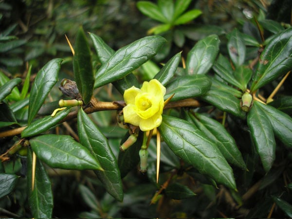 Julianes Berberitze - Berberis Julianae