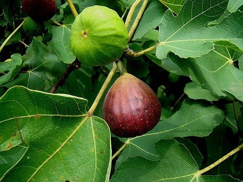 Feigenbaum 'Brown Turkey' mit einer grünen und einer reifen braunvioletten Feige zwischen den Blättern