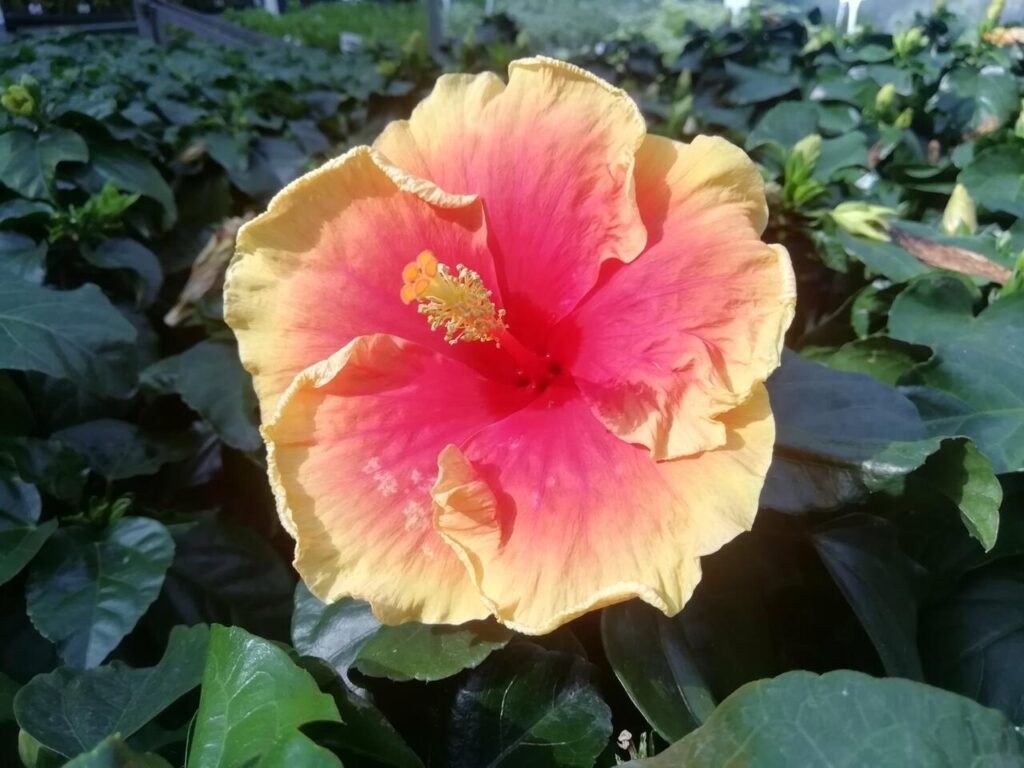 Chinesischer Hibiskus (Hibiscus rosa-sinensis)
