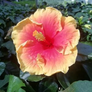 Chinesischer Roseneibisch (Hibiscus rosa-sinensis) – große Blüte mit gelbem Rand und rosarotem Zentrum, gelbe Staubblattsäule, in einer Gärtnerei