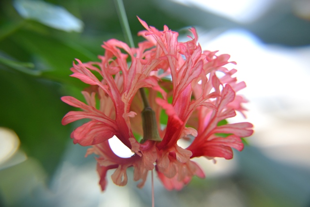 Fransenhibiskus (Hibiscus schizopetalus)