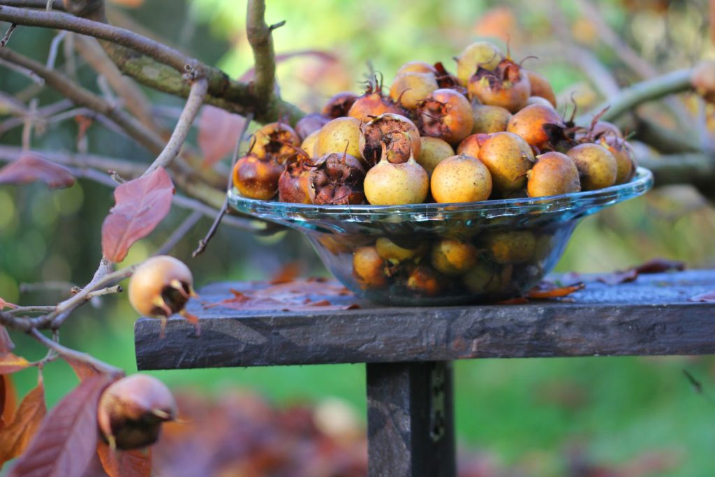 Mispel (Mespilus germanica)