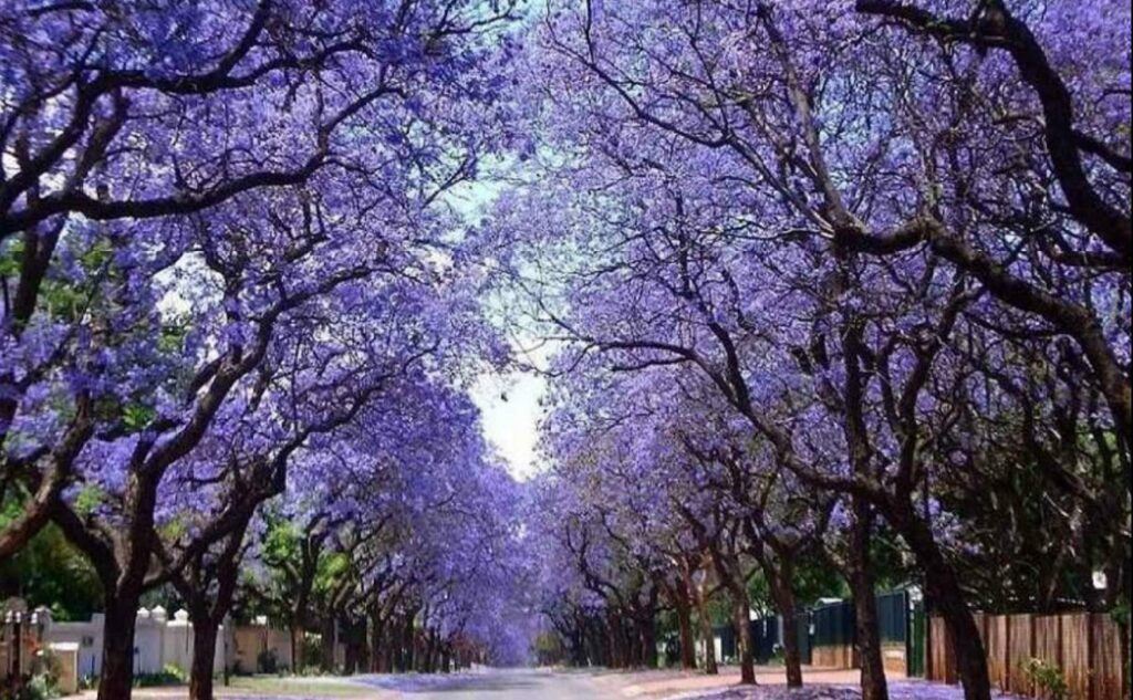 Blauglockenbaum - Paulownia tomentosa