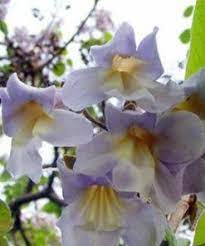 Paulownia elongata - Paulownia elongata