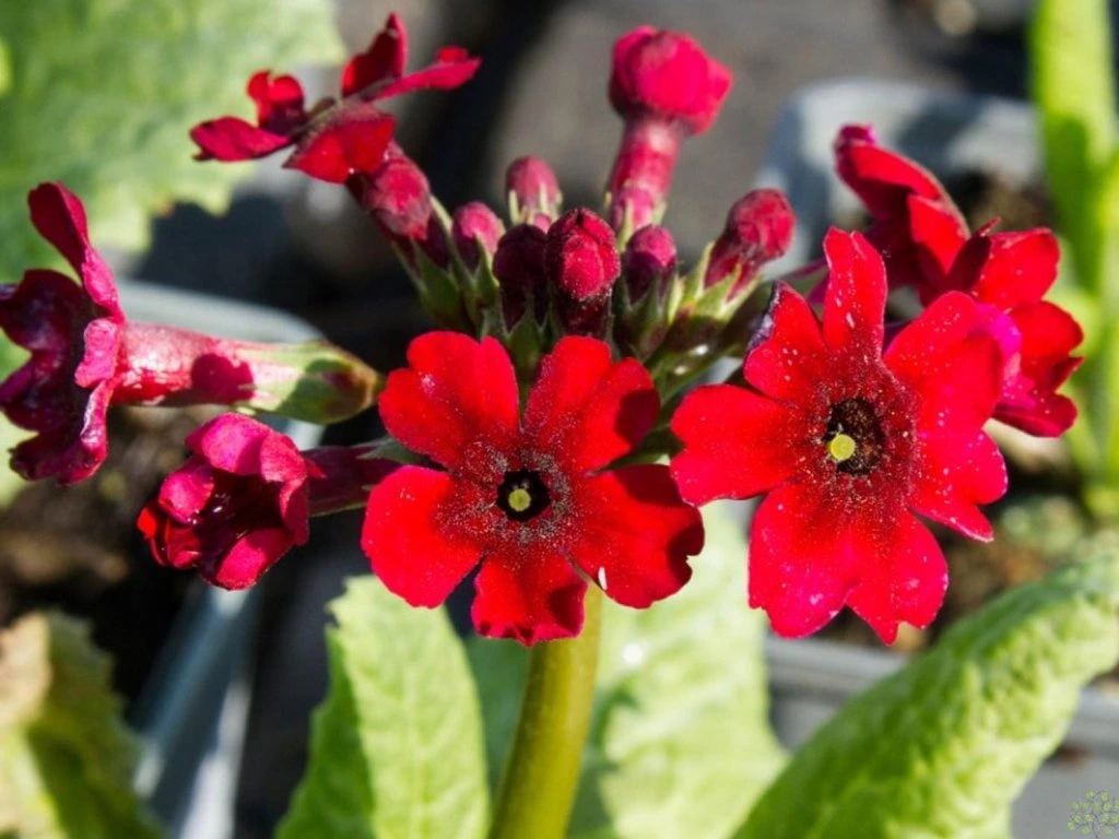 Japanische Primel (Primula japonica)