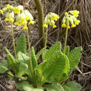 Schlüsselblume (Primula veris)