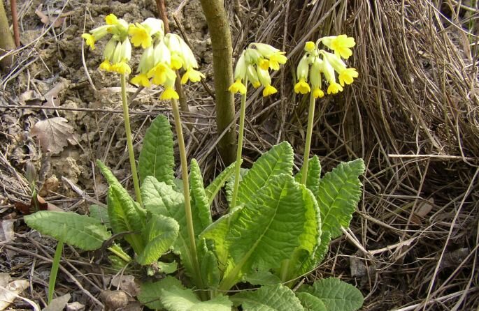Schlüsselblume (Primula veris)