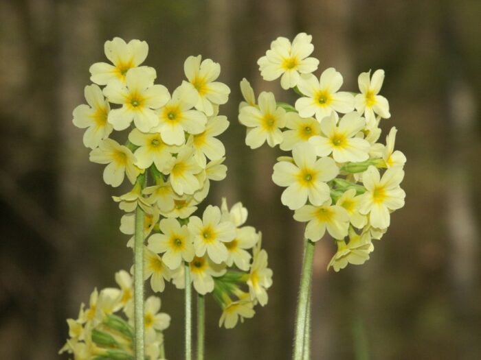 Hohe Schlüsselblume (Primula elatior)