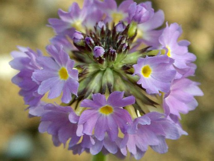 Zahnprimel (Primula denticulata)