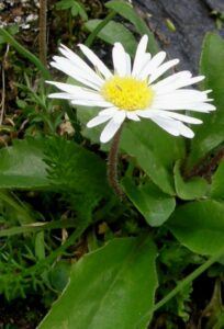 Alpenmaßliebchen (Bellidiastrum michelii)