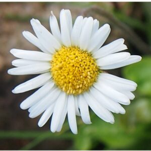 Alpenmaßliebchen (Bellidiastrum michelii)