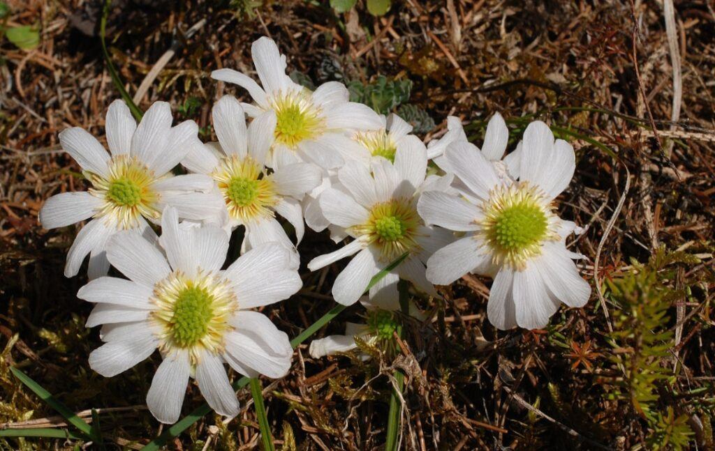 Callianthemum anemonoides - alpines Endemit