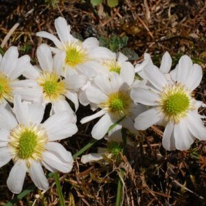 Callianthemum anemonoides - alpines Endemit