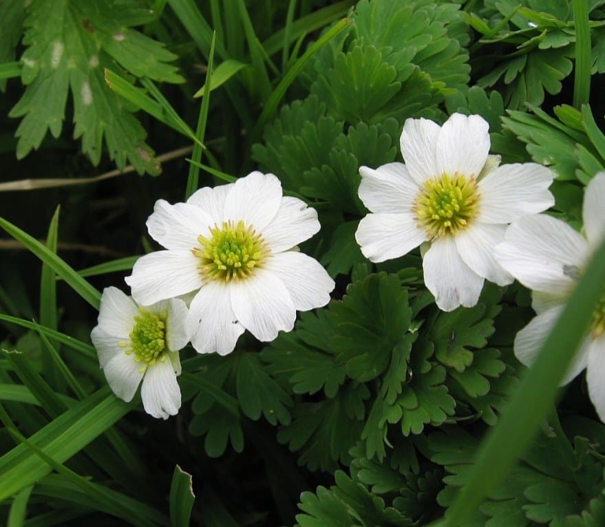 Callianthemum (Callianthemum hondoense)