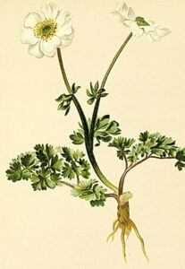 Thalictrum coriandrifolium