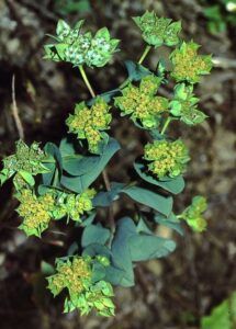 Durchwachs (Bupleurum rotundifolium)