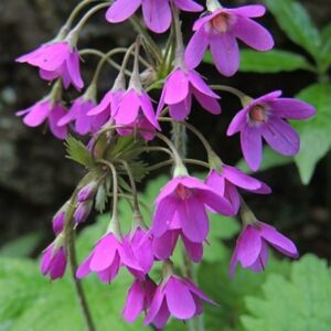 Mattiolische Kreuzblume