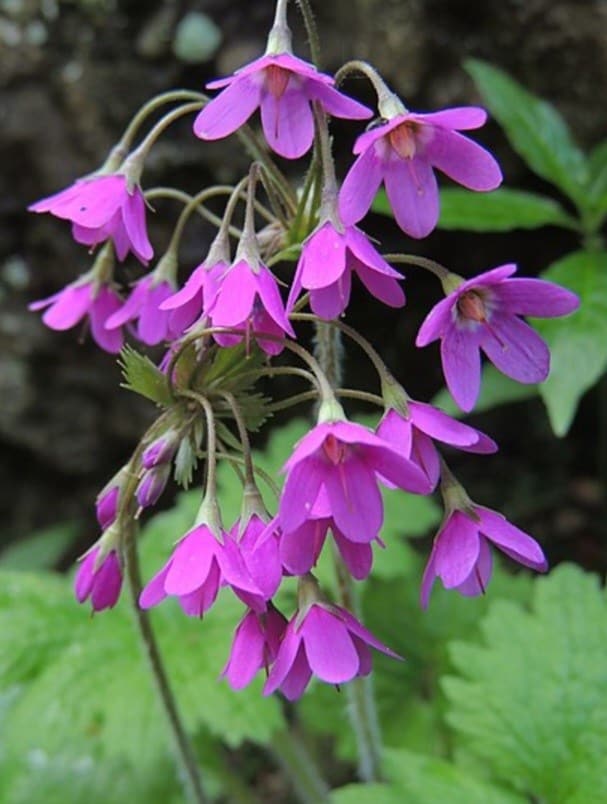 Mattiolische Kreuzblume