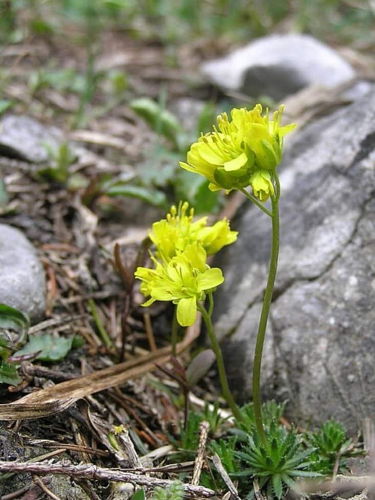 Immergrünes Hungerblümchen (Draba aizoides) mit gelben Blüten an einem Felsen