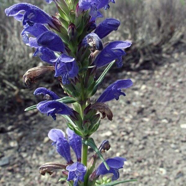 Nordischer Drachenkopf (Dracocephalum ruyschiana) mit blauvioletten Blüten im Steingarten