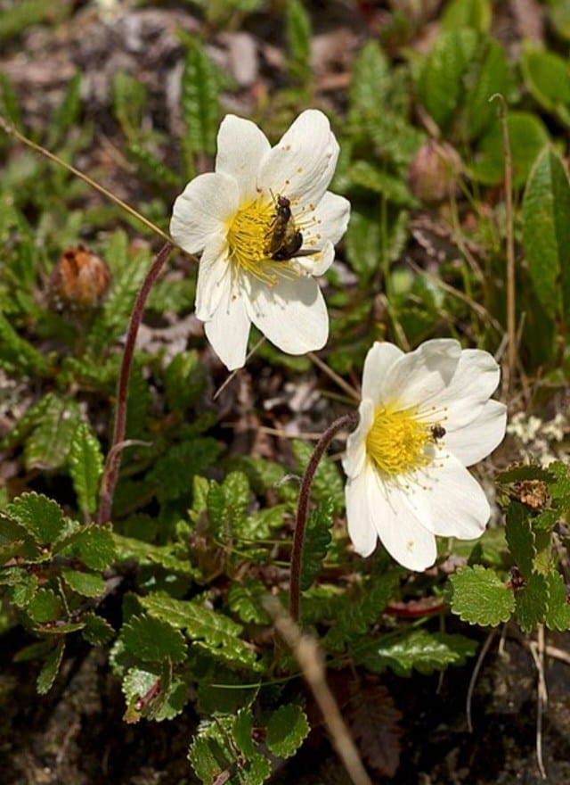 Silberwurz