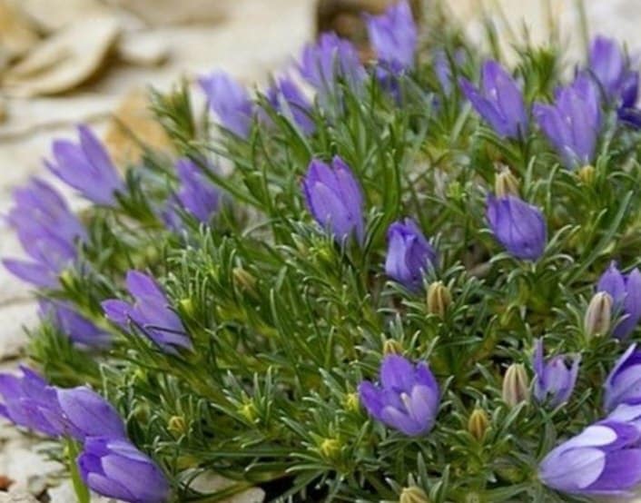 Blauglocke (Edraianthus)