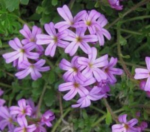 Alpen-Leberbalsam (Erinus alpinus)