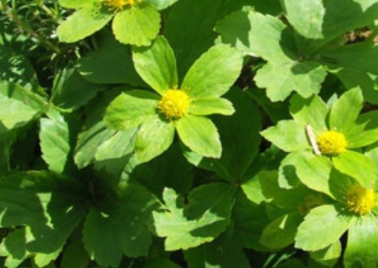 Zahnförmiger Sternschirm (Hacquetia epipactis)
