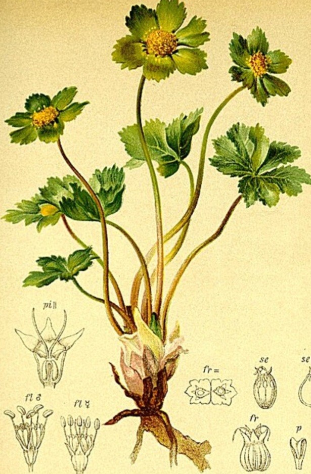 Astrantia major