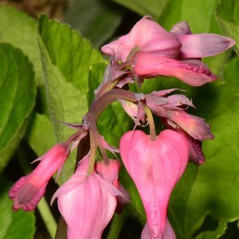 Tränendes Herz (Dicentra eximia)