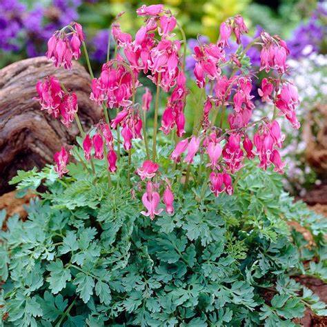 Tränendes Herz (Dicentra formosa)