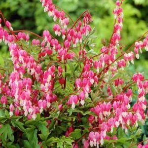 Tränendes Herz (Dicentra spectabilis)