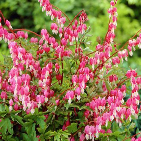 Tränendes Herz (Dicentra spectabilis)