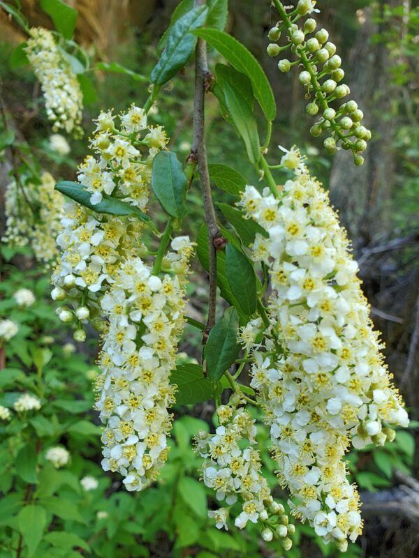 Virginische Traubenkirsche (Prunus virginiana) mit cremeweißen, walzenförmigen Blütentrauben an einem beblätterten Zweig