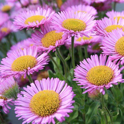 Berufkraut (Erigeron)