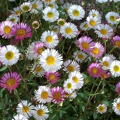 Berufkraut (Erigeron)