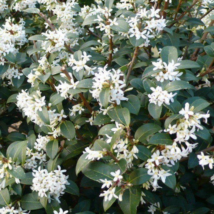 Burkwood-Duftblüte - Osmanthus x burkwoodii