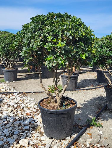 Duftblüte (Stechpalmen-Osmanthus) - Osmanthus heterophyllus