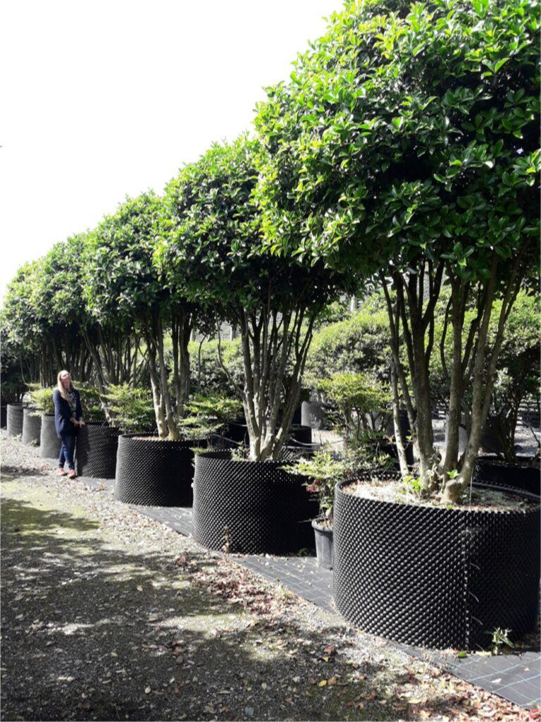 Duftblüte Stechpalmenblättrige - Osmanthus aquifolium