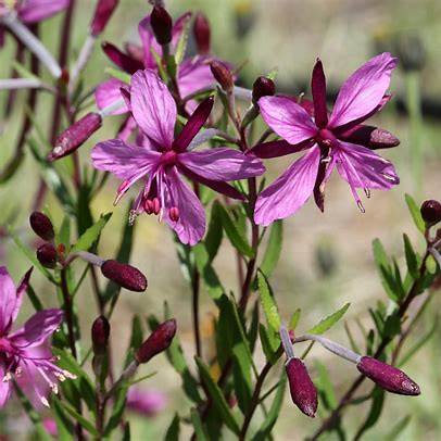 Fleischers Weidenröschen (Epilobium fleischeri)