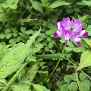 Tragant (Astragalus)