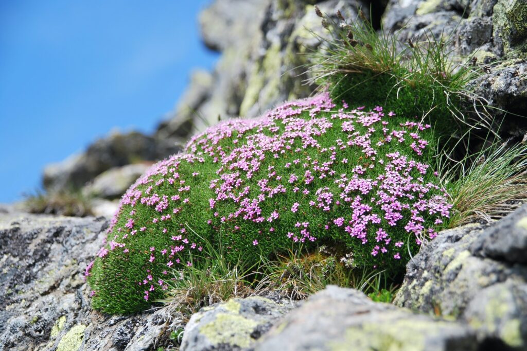 Feldsalat in der Natur