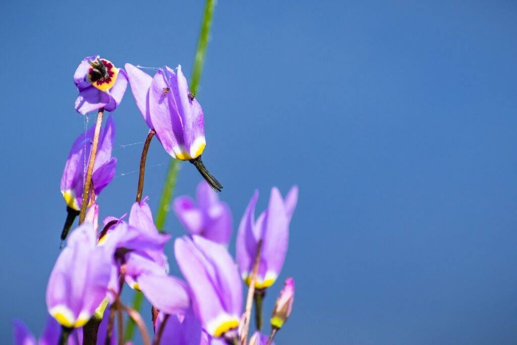 Götterblume