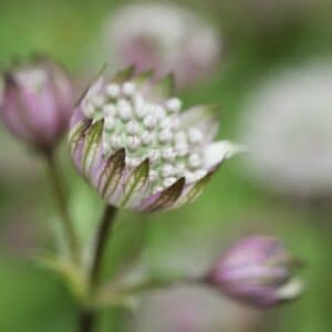 Sich öffnender Blütenstand der Sterndolde (Astrantia) mit weiß-rosa, grün geaderten Hochblättern und Knospen