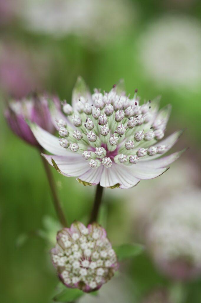 Sterndolde - Blüte